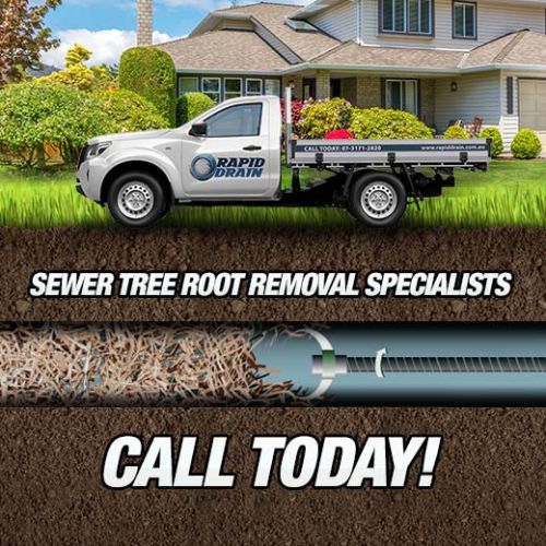 Sewer Tree Root Removal Specialists In Petrie